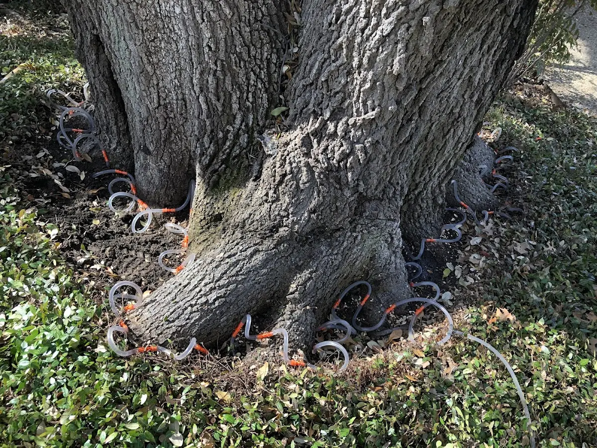 Detailed Tree Cabling and Bracing job site in Grantville