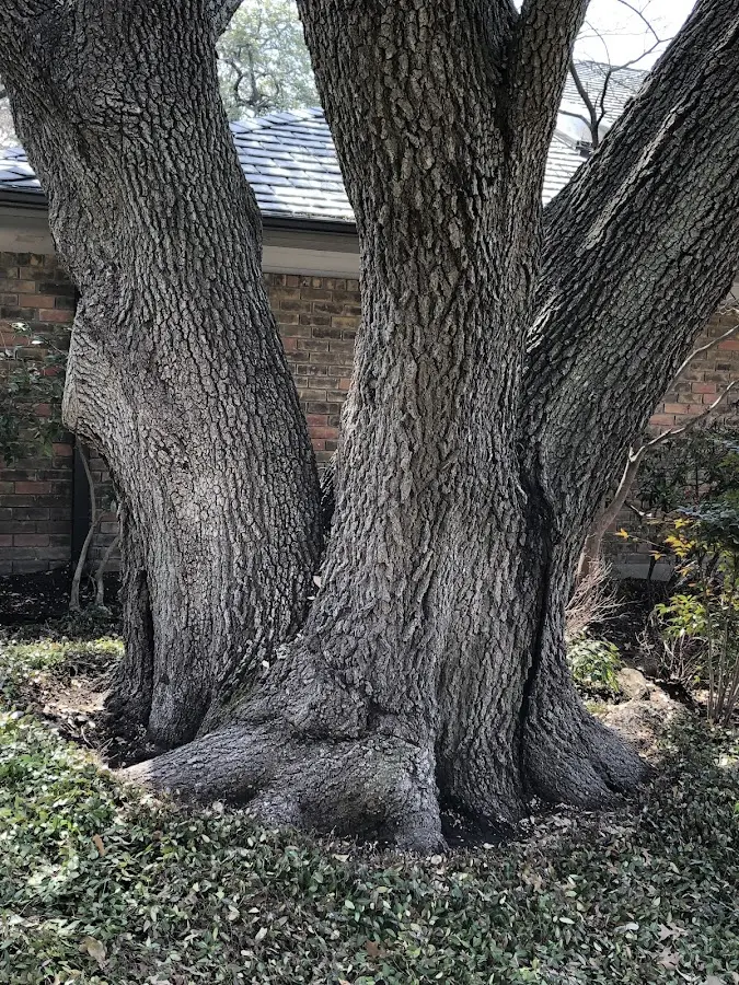 Mature heritage tree close to a Grantville property cared for by certified arborists